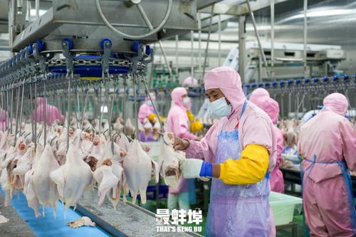 蚌埠人是如何靠一只鸡 征服 全世界的